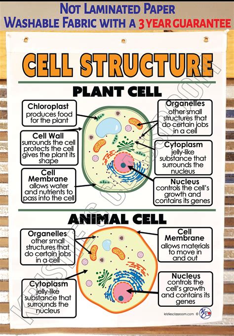 Plant And Animal Cell Chart