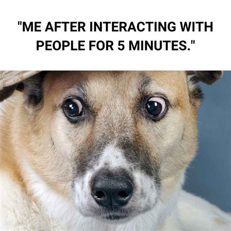 25+ Hilarious Dog Memes You Need To See