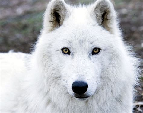 Arctic Wolf - Wolves Photo (6002944) - Fanpop