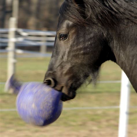 The Original 10" Jolly Ball | Horse Toy - Horsemen's Pride