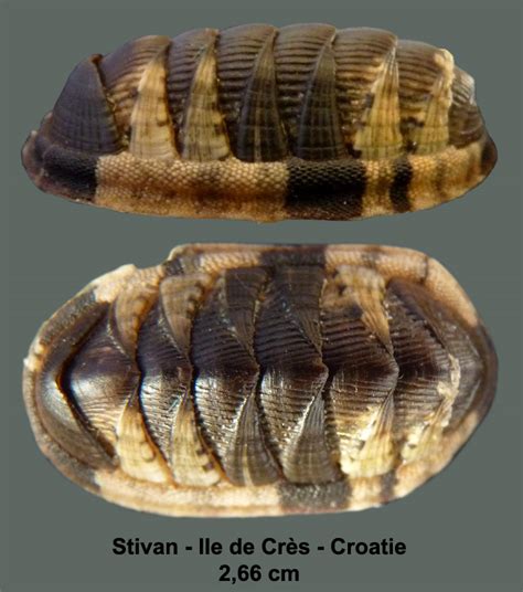 Florida Marine Fossil (Chiton)? - Fossil ID - The Fossil Forum