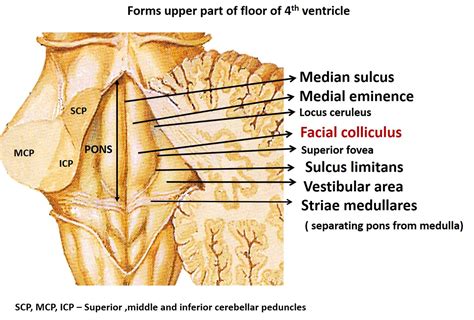 Pons – Anatomy QA