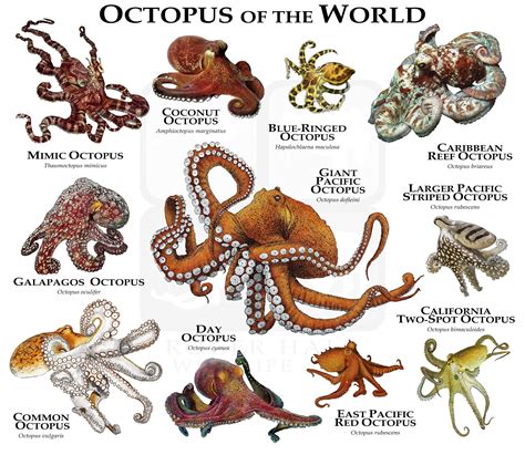 Octopus of the World Poster Print | Etsy