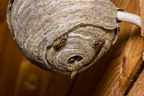 How is a paper wasp nest made - Wasp Removal Toronto