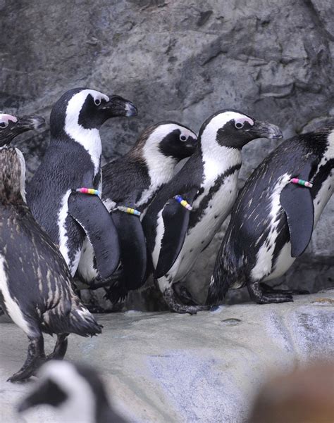 Children's Christmas Tea with Mystic Aquarium Penguins - Ocean House Events