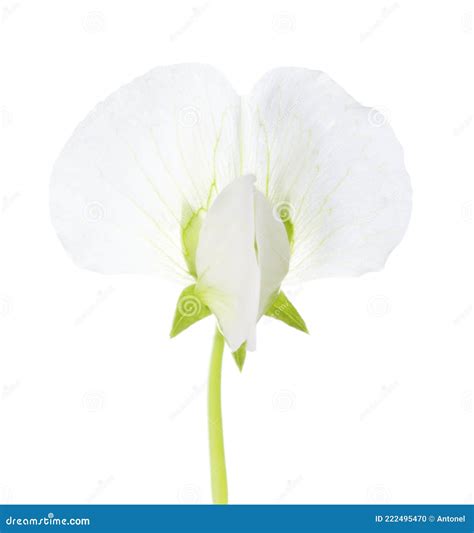 White Flower of Pisum Sativum Pea Isolated on White Background. Close-up Stock Photo - Image of ...