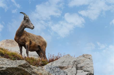 Bighorn Sheep - Colorado Wildlife Council