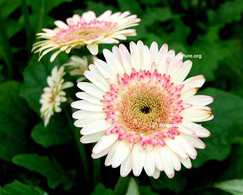 Gerbera daisy varieties