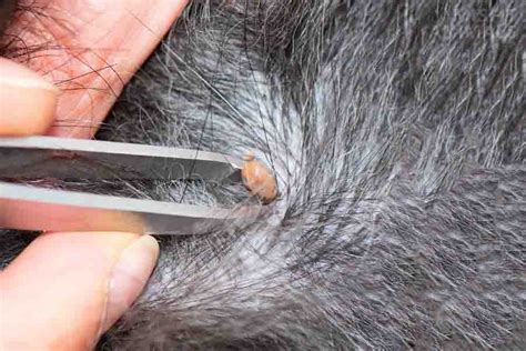 Hard Lump After Tick Bite On Dog: Why It Happens | Misfit Animals