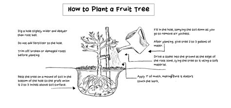 A Guide to Planting Fruit Trees