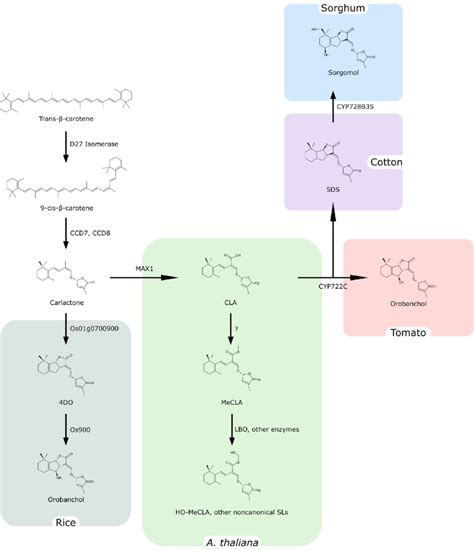 General scheme of Strigolactone biosynthesis. Strigolactones are... | Download Scientific Diagram