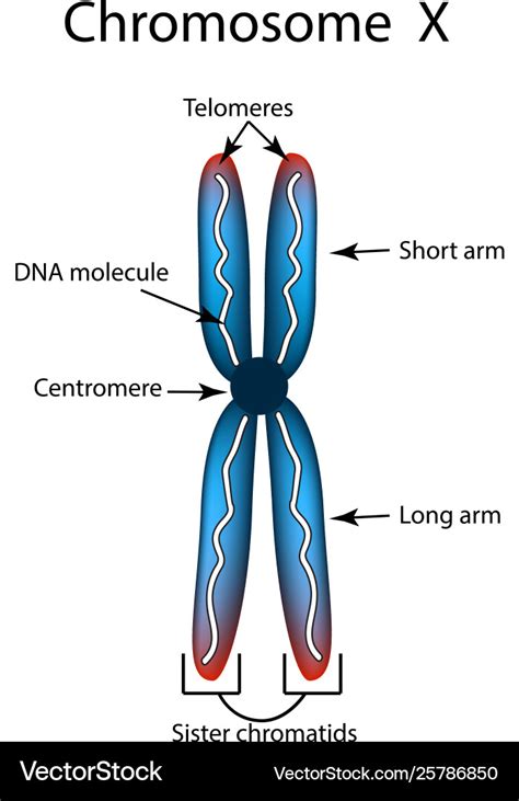 [DIAGRAM] Nucleus Chromosomes Diagram - MYDIAGRAM.ONLINE