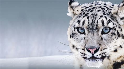 HD wallpaper: snow leopard 4k for desktop, one animal, animal themes, feline | Wallpaper Flare