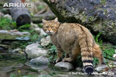 European Wildcat F.s. silvestris - ISEC Canada