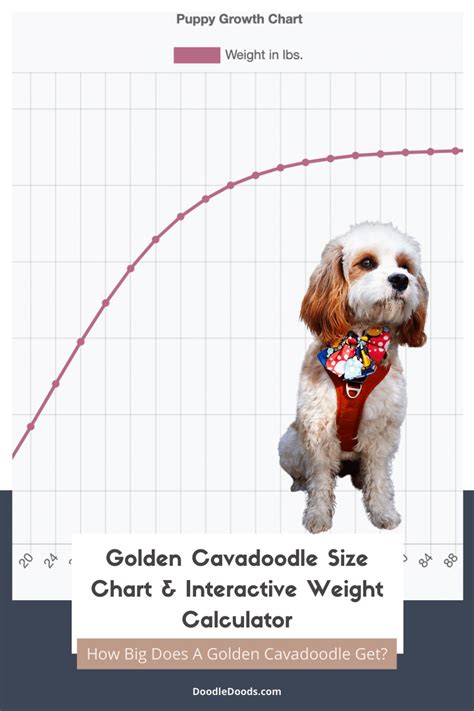 Yorkipoo Size Chart for Standard and Small Yorkipoos