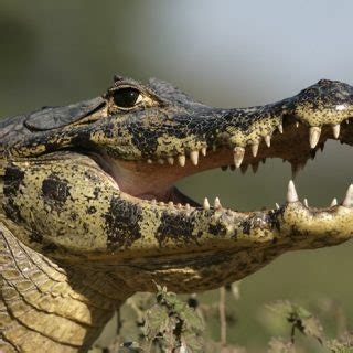 Spectacled Caiman Facts and Pictures