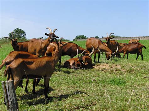 Alpine Goats | Oklahoma State University