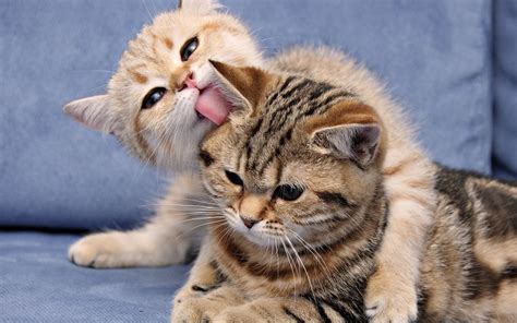 Two Kittens Playing | Full HD Desktop Wallpapers 1080p