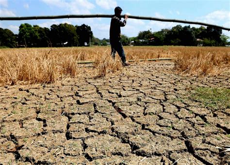 El Niño damage to agriculture now at P7.96 billion – DA