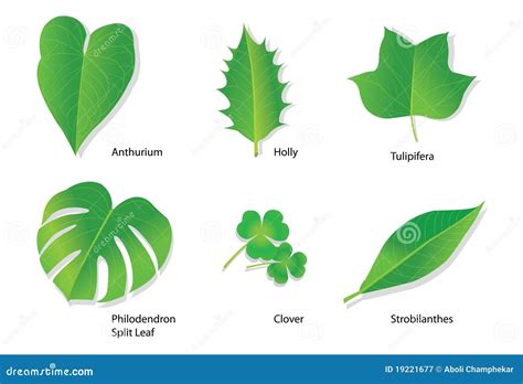 Tropical Leaves with Botanical Names Stock Vector - Illustration of environmental, acanthaceae ...