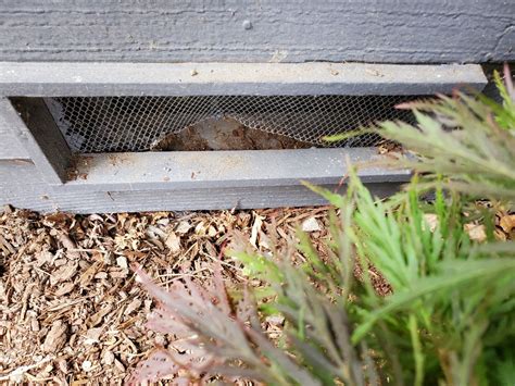 Mice Exterminators - Eastside Pest Control Extermination Removal ...