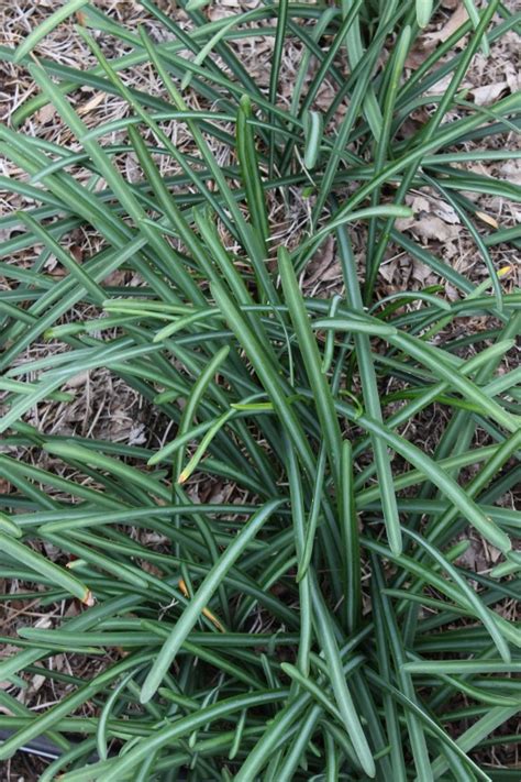 Lycoris foliage