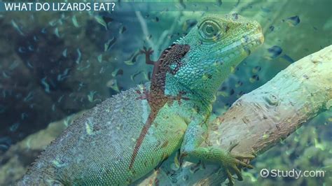 What Do Lizards Eat? - Lesson for Kids - Lesson | Study.com