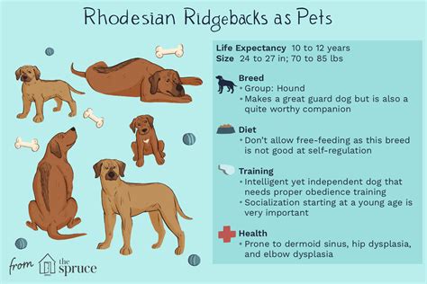 Rhodesian Ridgeback: Dog Breed Characteristics & Care