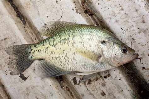 White Crappie vs Black Crappie - Differences Explained - Fishmasters.com