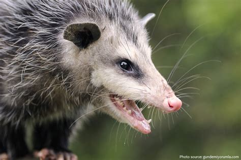 Interesting facts about opossums | Just Fun Facts