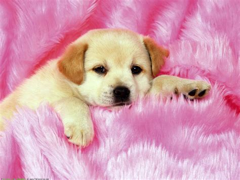 Cute Puppy Wallpapers on WallpaperDog