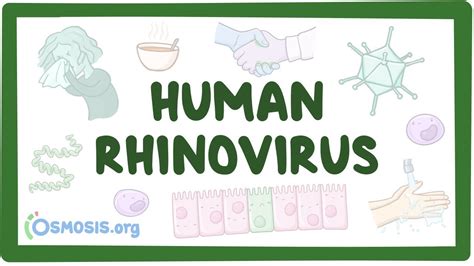 Rhinovirus Structure