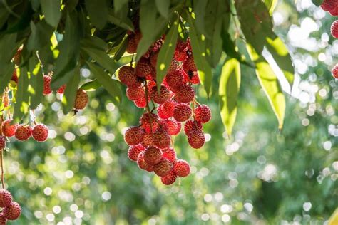 What's The Difference Between Rambutan and Lychee? | Vibrant Happy Healthy