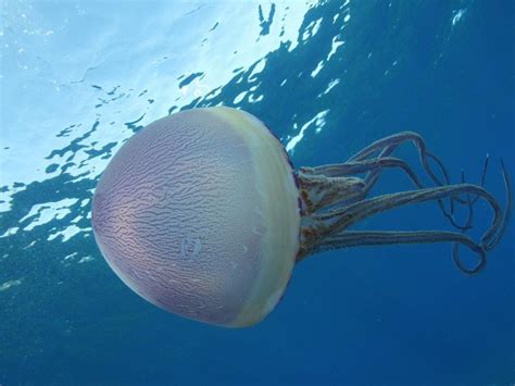 jellyfish | Jellyfish, Aqua culture, Jellyfish lantern