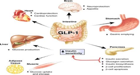 Effect of semaglutide on coronary atherosclerosis progressio... : Coronary Artery Disease