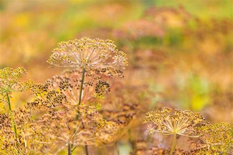 Growing Dill: A Complete Guide - Growfully