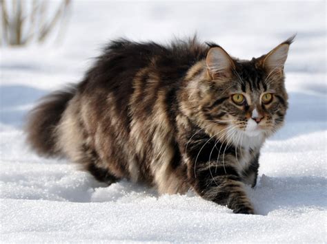 Maine Coon Cat Breed | Images and Photos finder