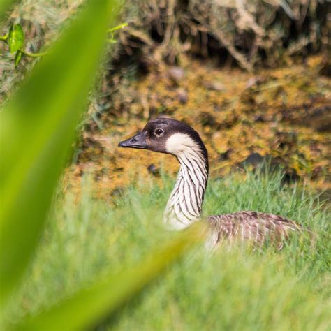 Bird-Watching In Hawaii: 9 Tips For Spotting The Best Birds