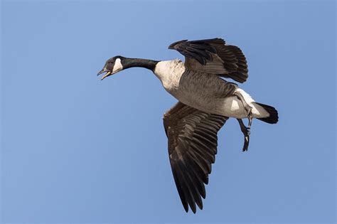 Canada Goose in flight Photograph by Kevin Giannini - Fine Art America