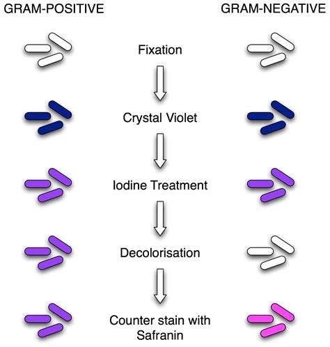 Gram Staining reaction Archives • Microbe Online