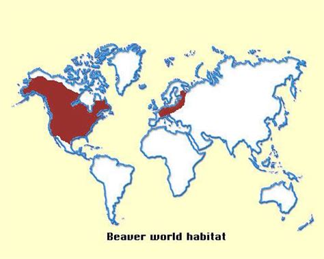 beaver world habitat