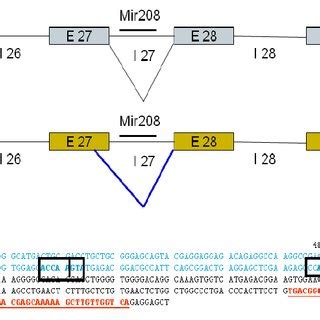 Affect of 5’ splice site mutation: The Figure illustrates the... | Download Scientific Diagram