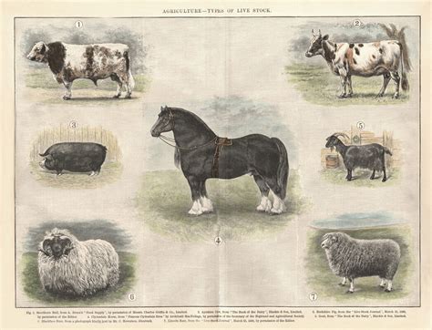 AGRICULTURE - TYPES OF LIVESTOCK — The Royal Mile Gallery