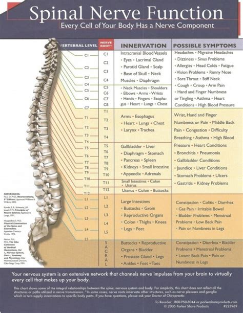 Spinal Nerve Function - Thompson Family Chiropractic