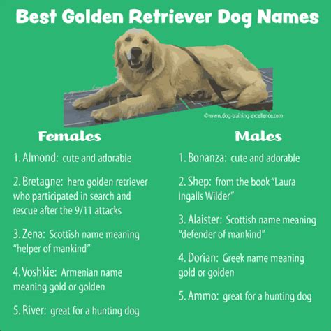 400+ Memorable Golden Retriever Names to Celebrate your New Dog