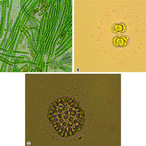 1 Resting spores seen in algae. (a) Zygospore formation in Zygnema sp.... | Download Scientific ...