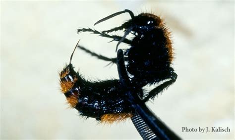 Velvet Ant (Cow Killer Ant) | Nebraska Extension in Lancaster County