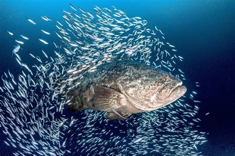 Protect the Critically Endangered Goliath Grouper from Killing in Florida - Mission Blue