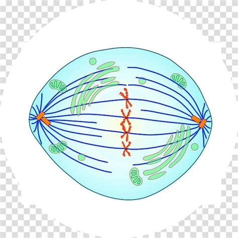 Metaphase Mitosis Prophase Anaphase Meiosis, chromosome structure ...