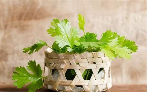 Kitchen Tips : How To Store Coriander Leaves For Longer